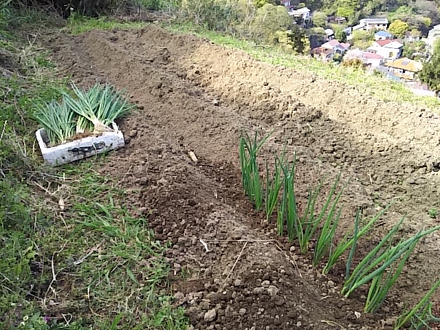 ねぎの植え付け