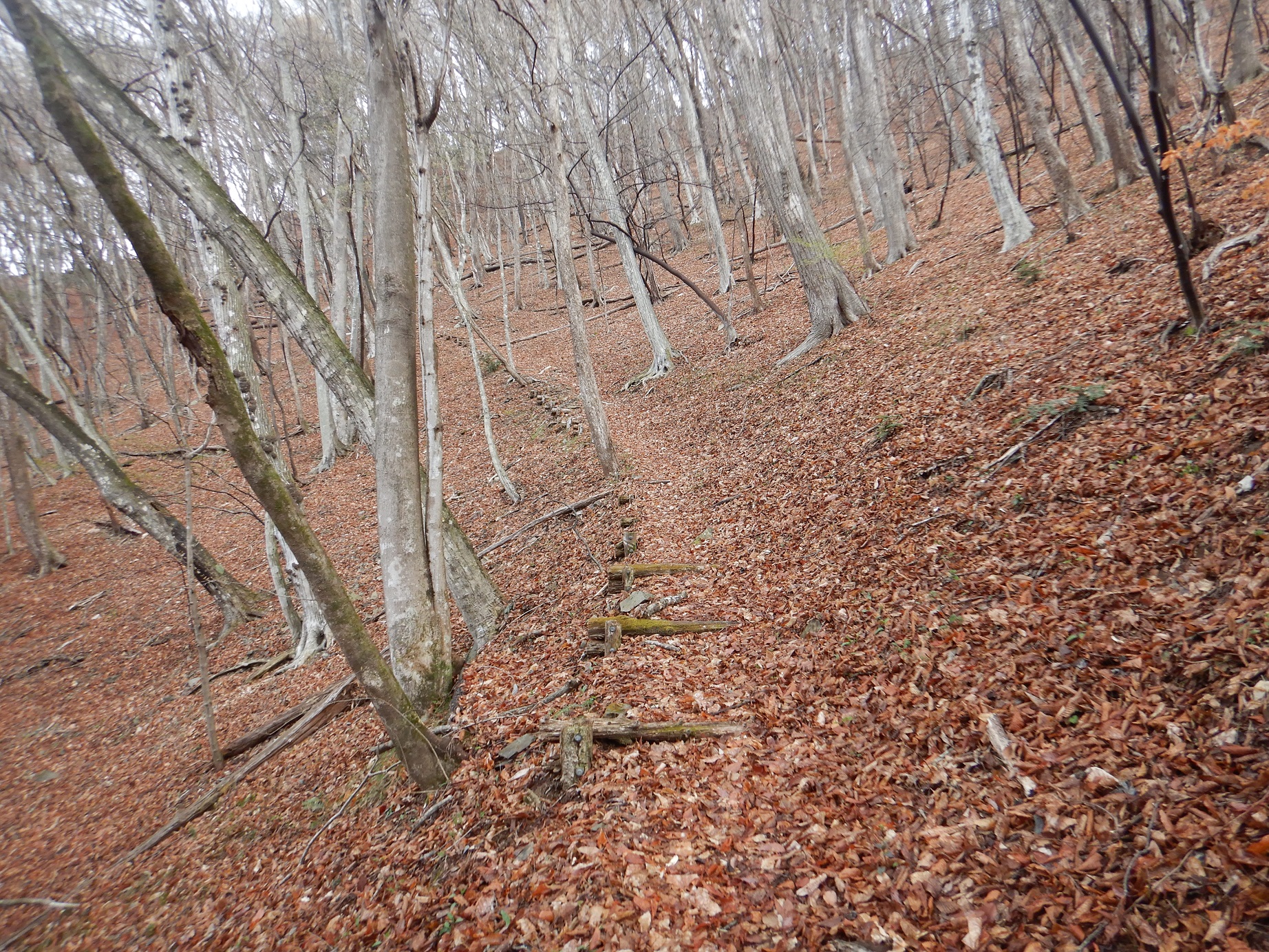 登山道