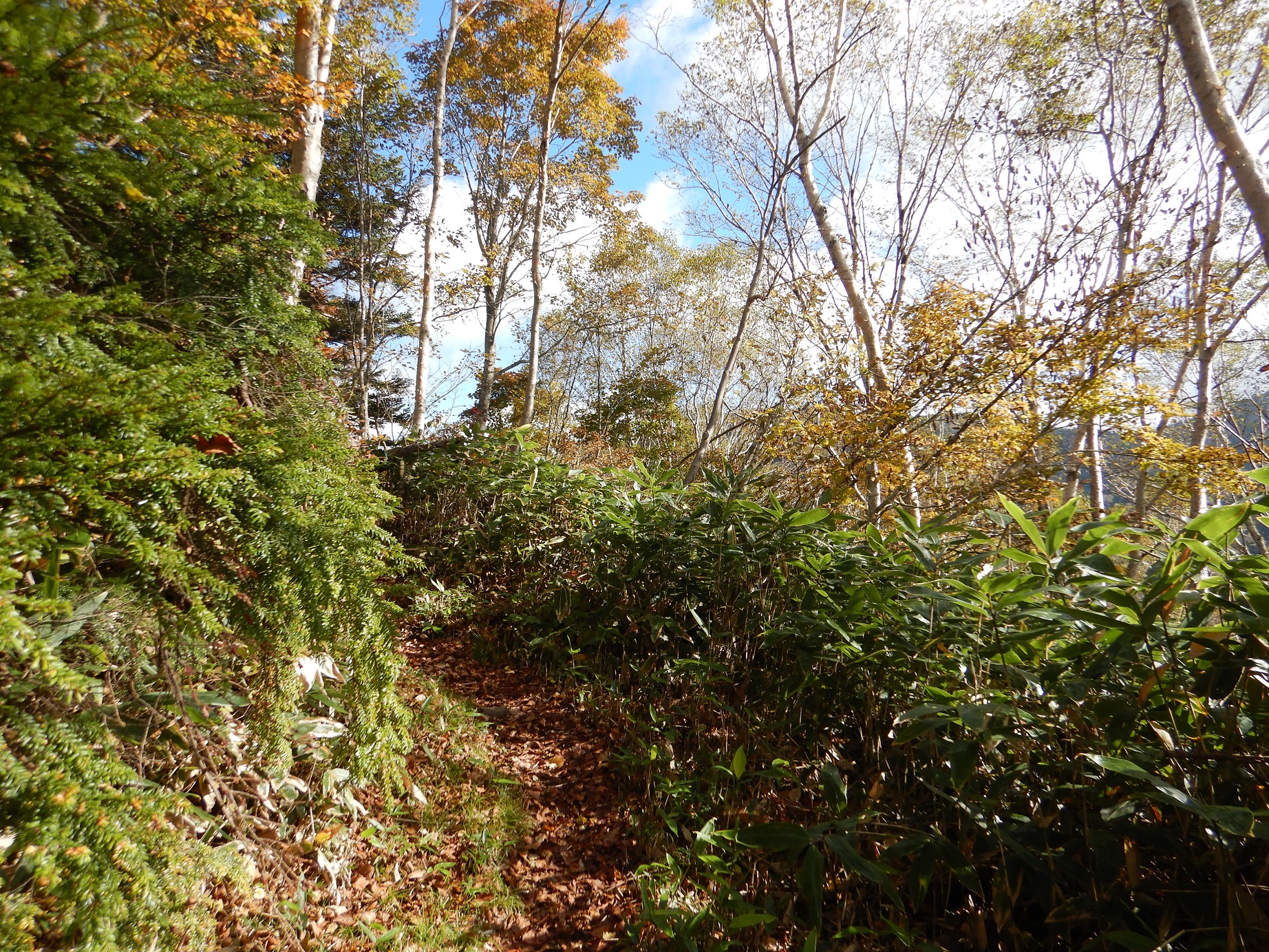 白樺林の登山道