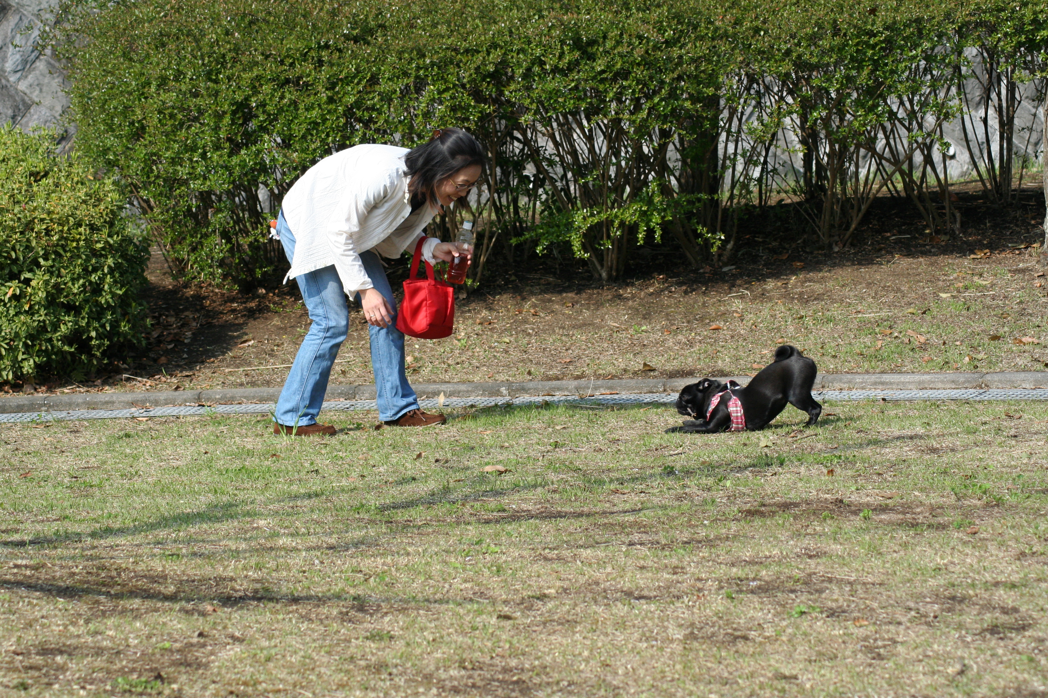 パグの子犬「りん」