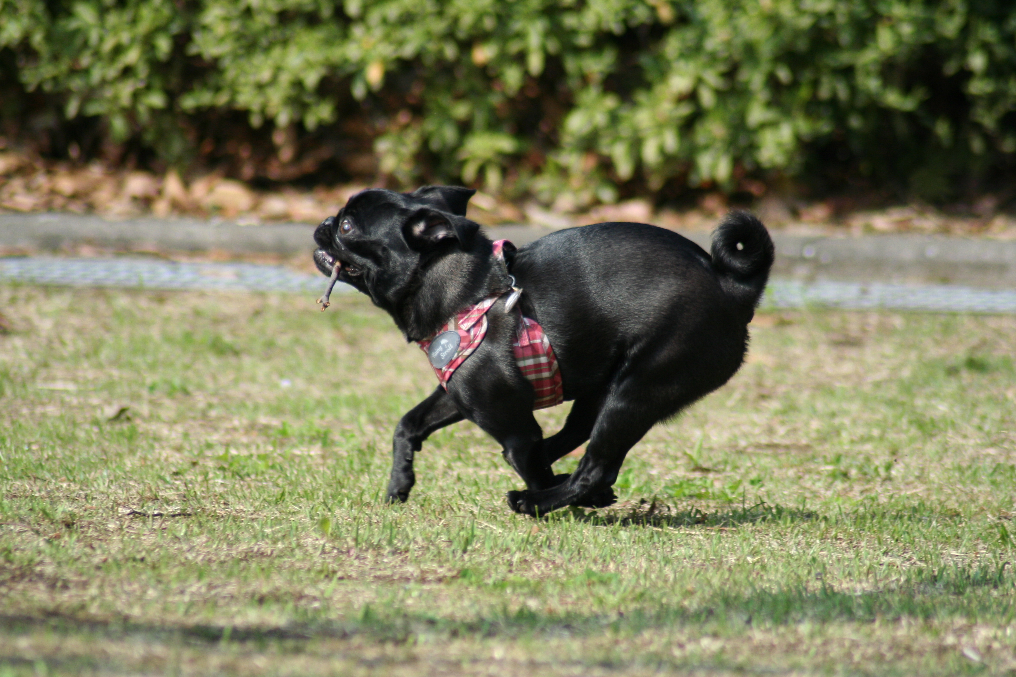 パグの子犬「りん」