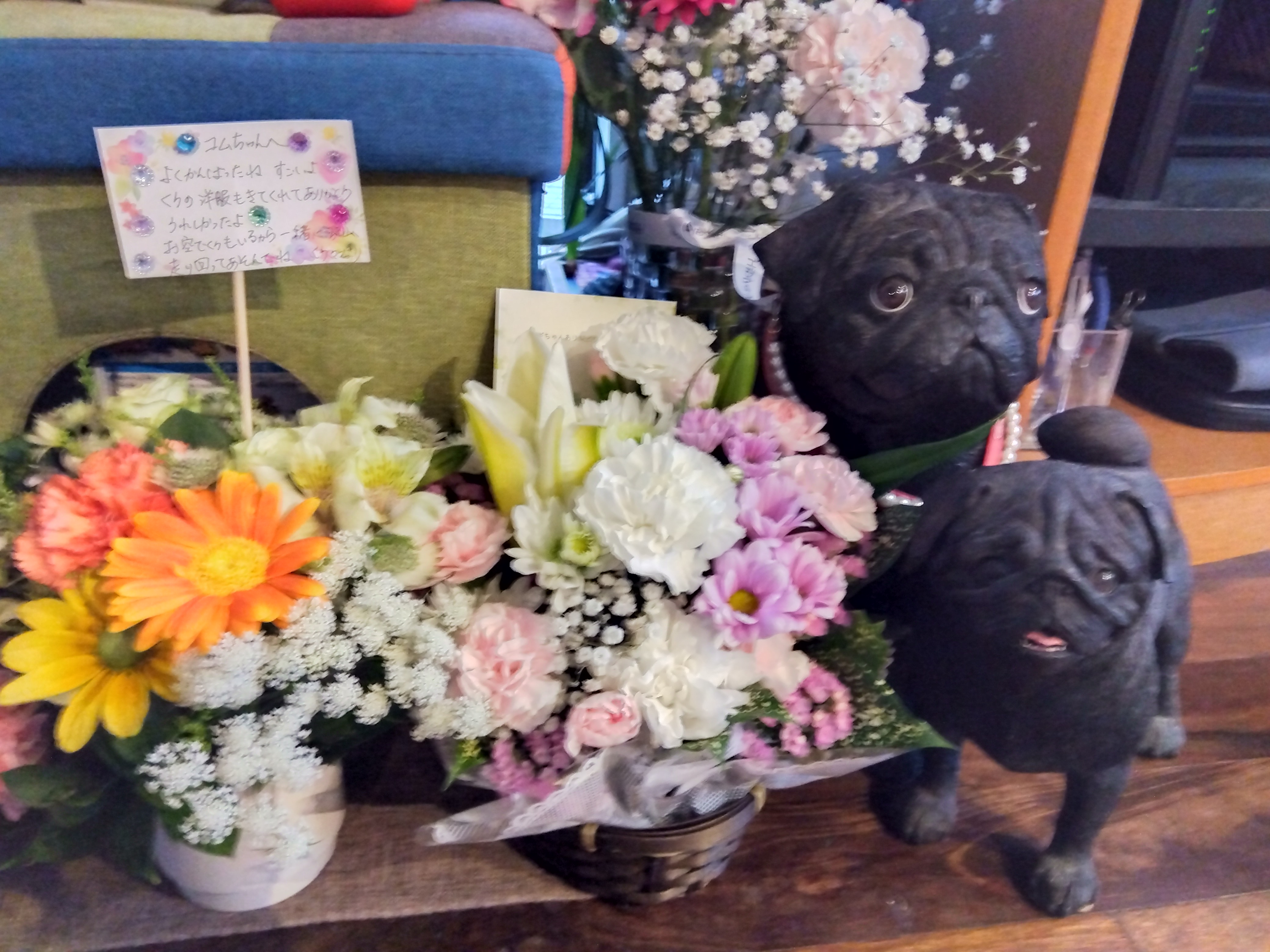 「こむぎ」とお花