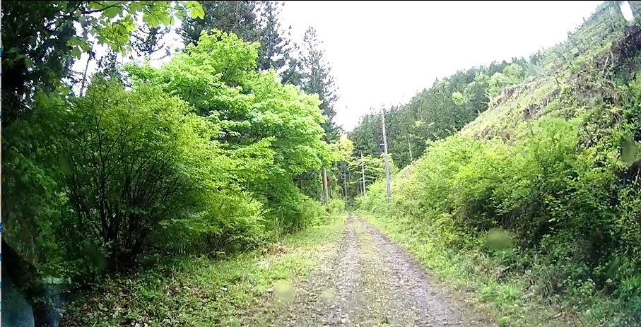 高田山林道伐採の跡