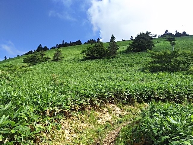 「八間山」登山道