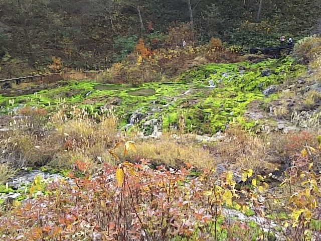 群馬県中之条町「チヤツボミゴケ公園」