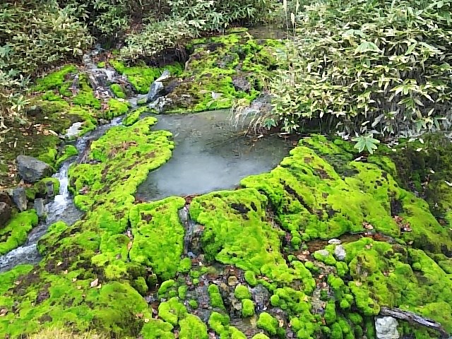 温泉の中に生息する「チヤツボミゴケ」