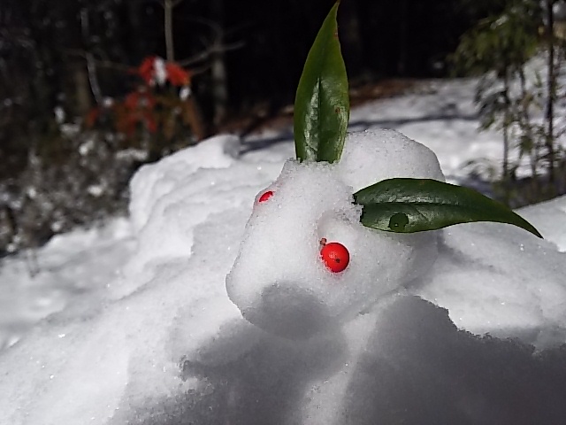 雪ウサギ