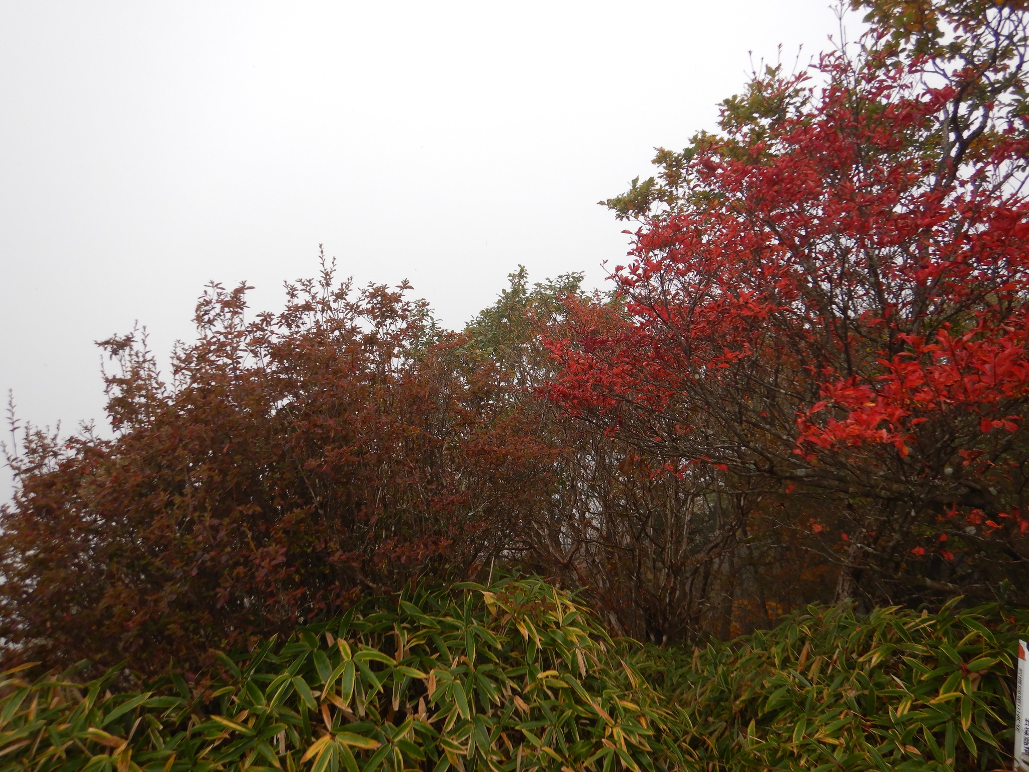 「掃部が岳」山頂の紅葉