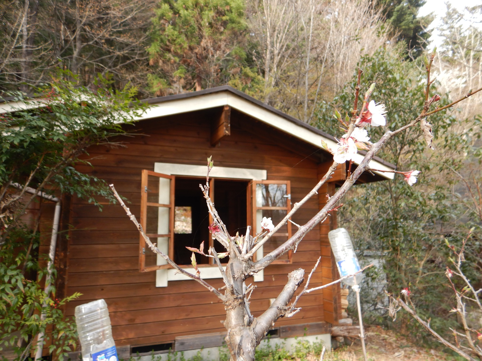 4月のログハウス